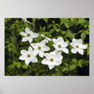 Affiche USA, Washington, Pacific Dogwood, Cornus