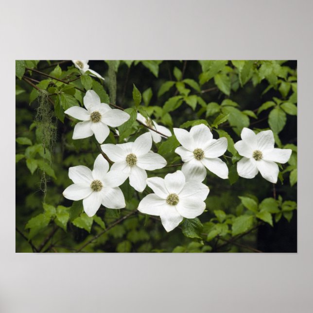 Affiche USA, Washington, Pacific Dogwood, Cornus (Devant)