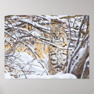 Affiche USA, Wyoming, Bobcat assis dans la neige