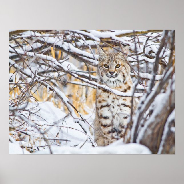 Affiche USA, Wyoming, Bobcat assis dans la neige (Devant)