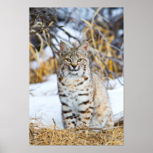 Affiche USA, Wyoming, Portrait de Bobcat assis