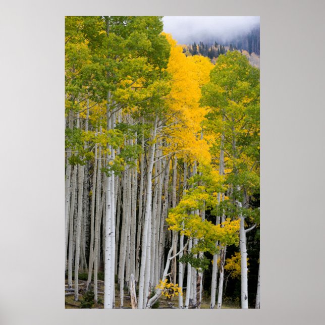Affiche Utah. États-Unis Arbres d'Aspen (Populus Tremuloid (Devant)