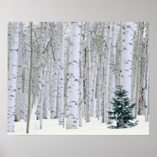 Affiche UTAH. États-Unis Aspen (Populus tremuloides) et Do