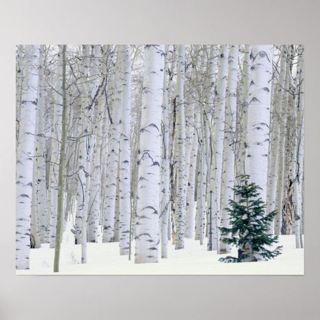Affiche UTAH. États-Unis Aspen (Populus tremuloides) et Do (Devant)