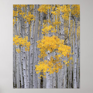 Affiche UTAH. ÉTATS-UNIS. Bosquet de trembles (Populus tre