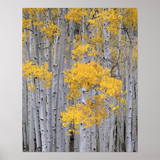 Affiche UTAH. ÉTATS-UNIS. Bosquet de trembles (Populus tre (Devant)