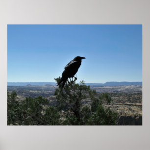 Affiche Utah Raven
