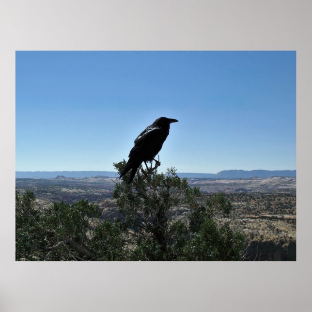 Affiche Utah Raven (Devant)