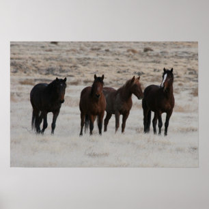 Affiche Utah Wild Mustangs