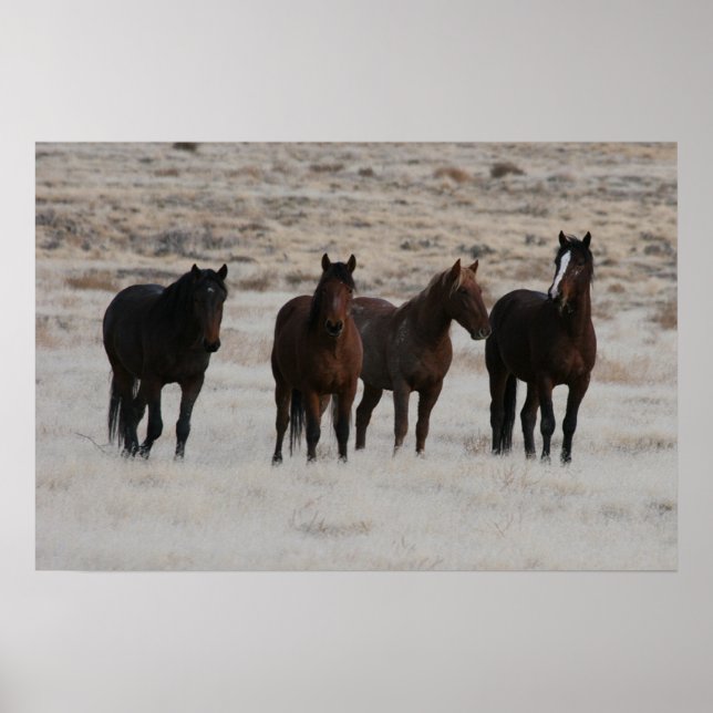 Affiche Utah Wild Mustangs (Devant)