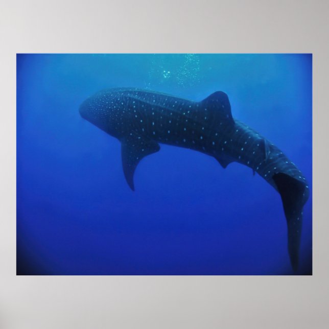Affiche Utila Whale Shark (Devant)