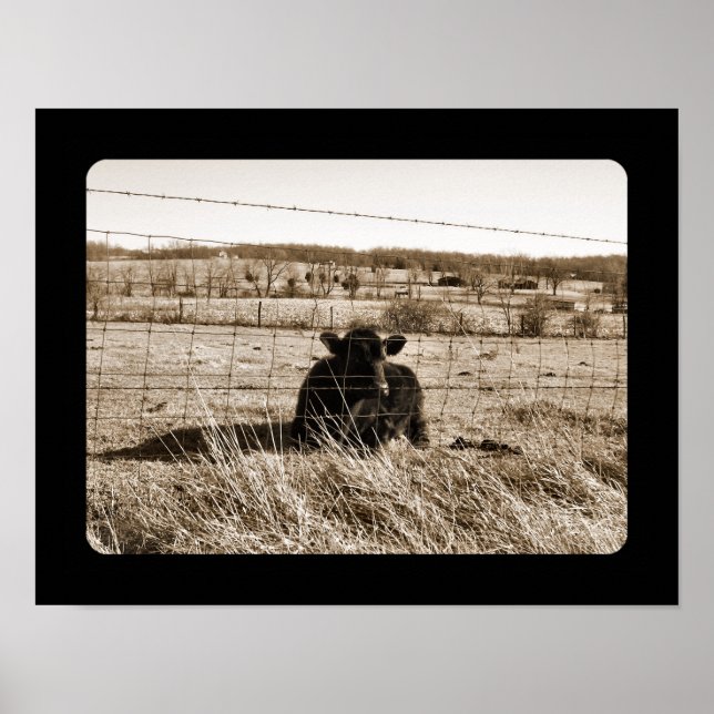 Affiche Vache (Devant)