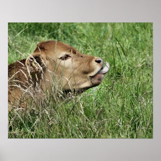 AFFICHE VACHE (Devant)