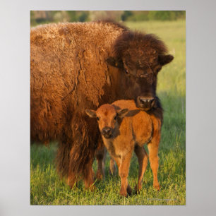 Affiche Vache à bison américain et veau, le Dakota du Nord