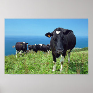 Affiche Vache agacée