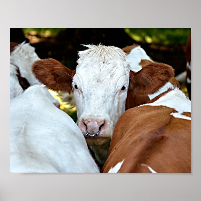 Affiche Vache avec une bague dans la carte postale classiq (Devant)