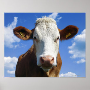 Affiche Vache bavaroise contre le ciel bleu