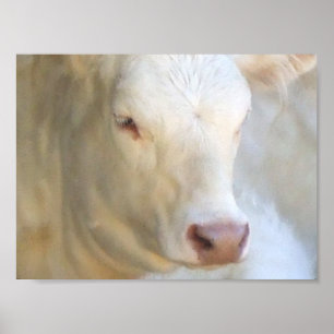 Affiche Vache blanche