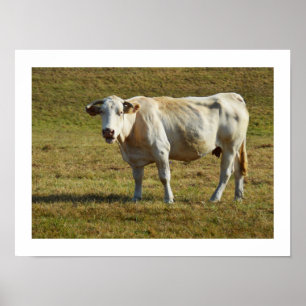 Affiche Vache blonde d'Aquitaine