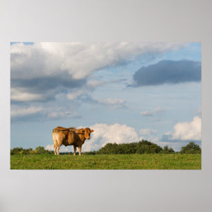 Affiche Vache Blonde d'Aquitaine en Dordogne, France