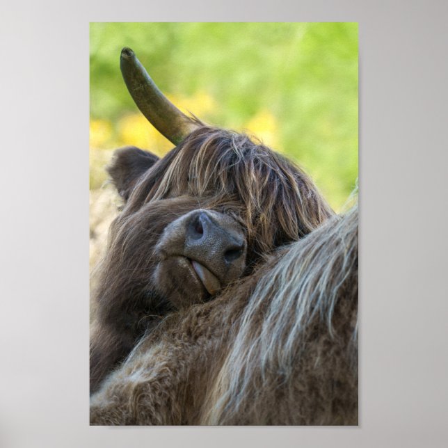 Affiche Vache Brown Highland (Devant)