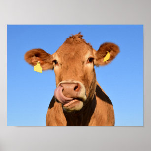 Affiche Vache Brune Idiote en Gros Plan