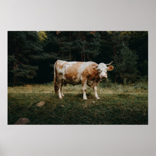 Affiche VACHE CHAINÉE Brown ET BLANCHE