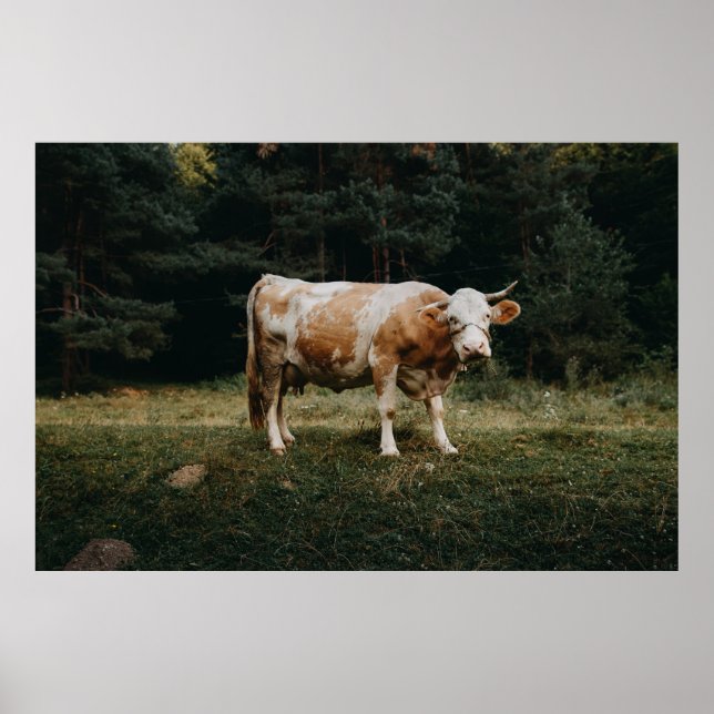 Affiche VACHE CHAINÉE Brown ET BLANCHE (Devant)