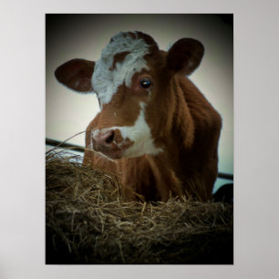 Affiche Vache crème orange