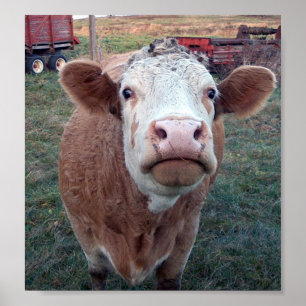 Affiche Vache curieuse