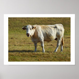 Affiche Vache de Blonde Aquitaine