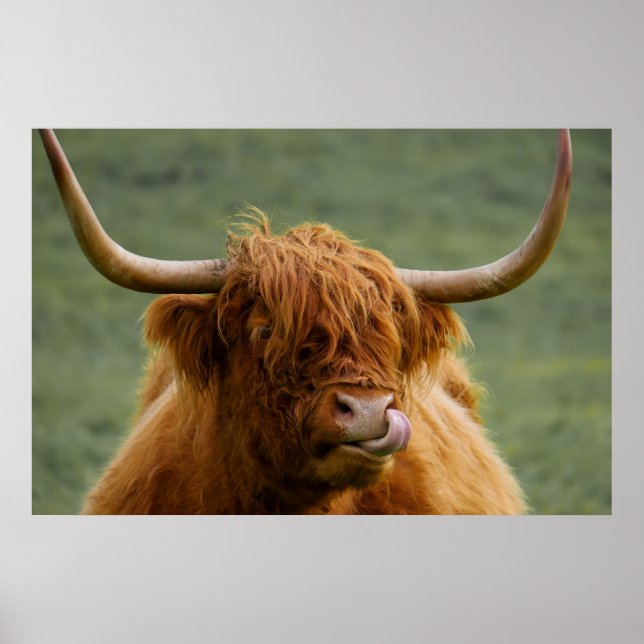 Affiche Vache de boeuf Highland lécher son nez (Devant)