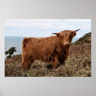 AFFICHE VACHE DE HIGHLAND, ÉCOSSE