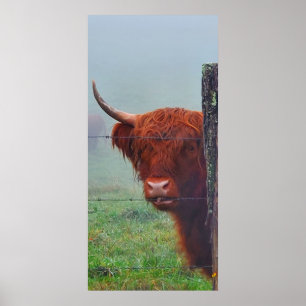 Affiche Vache de Highland mordant une clôture de fil