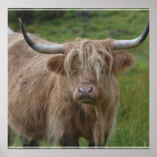 Affiche Vache de Highland Shaggy Blonde