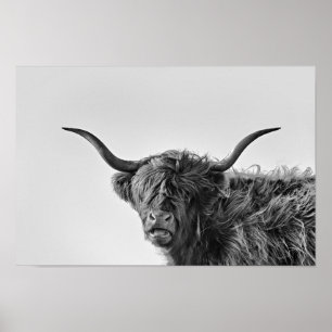Affiche Vache des hautes terres robuste en monochrome
