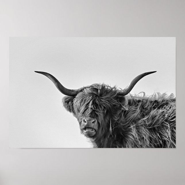 Affiche Vache des hautes terres robuste en monochrome (Devant)