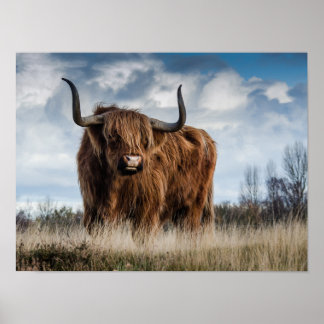 Affiche Vache des Highlands écossaise