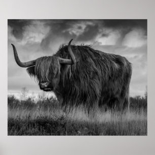 Affiche Vache des Highlands Écosse Brun rustique monochrom
