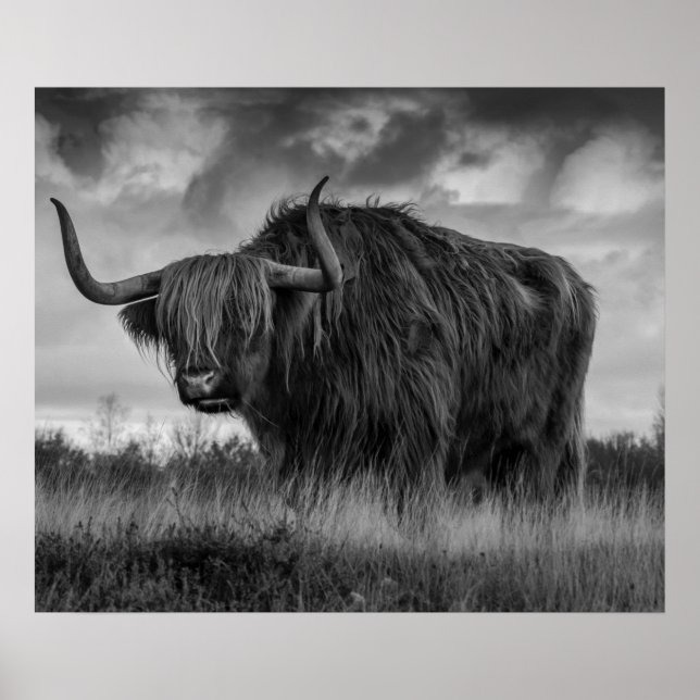 Affiche Vache des Highlands Écosse Brun rustique monochrom (Devant)