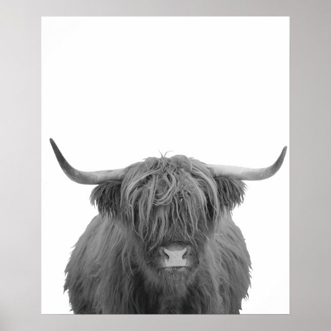 Affiche Vache des Highlands Écosse Rustique Noir Blanc (Devant)