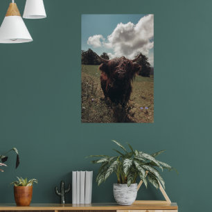 Affiche Vache écossaise de la région montagneuse noire pât