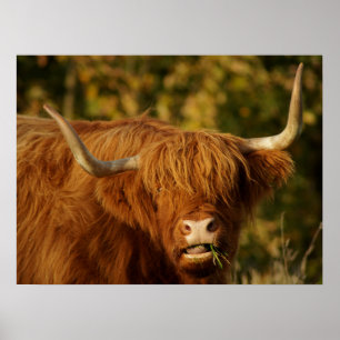 Affiche Vache écossaise des Highlands