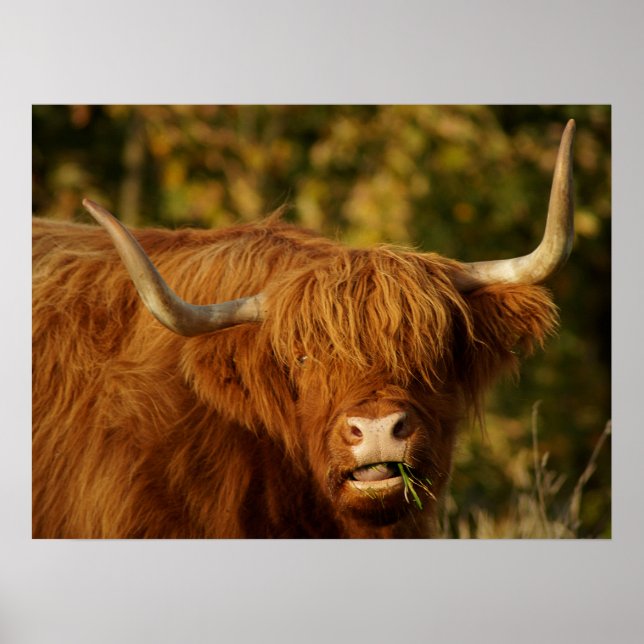 Affiche Vache écossaise des Highlands (Devant)