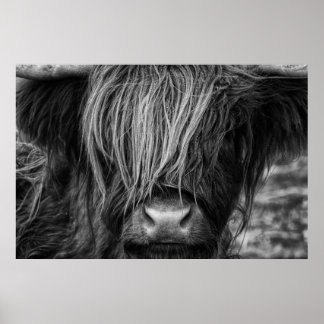 Affiche Vache écossaise Highland, Highlander, Highland Cat