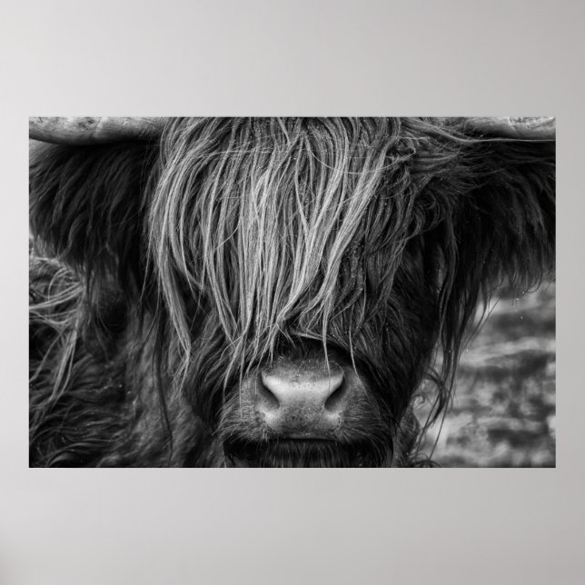 Affiche Vache écossaise Highland, Highlander, Highland Cat (Devant)