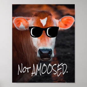 Affiche Vache en lunettes de soleil Pas aMOOsed mignon drô