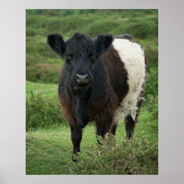 Affiche Vache galloway à ceinture (Devant)