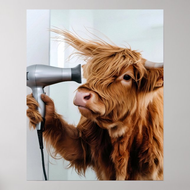 Affiche Vache Highland avec sèche-cheveux Blow Sécher Sall (Devant)