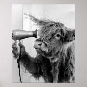 Affiche Vache Highland Faire Coiffure Se préparer